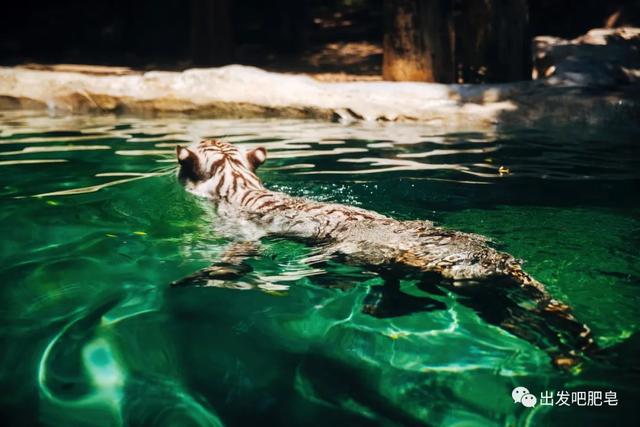 长隆野生动物世界旅行攻略(玩转长隆上篇)(40)