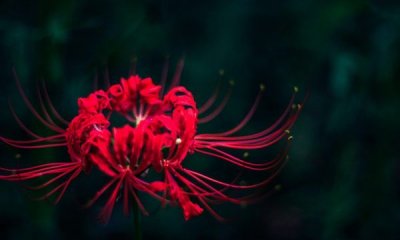 只今惟有西江月下一句,相见不如怀念,怀念不如不见下一句