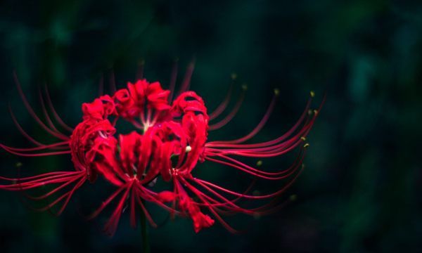 只今惟有西江月下一句,相见不如怀念,怀念不如不见下一句图1