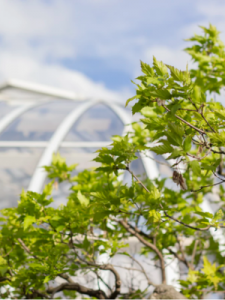 so3是什么(so3是什么杂化)