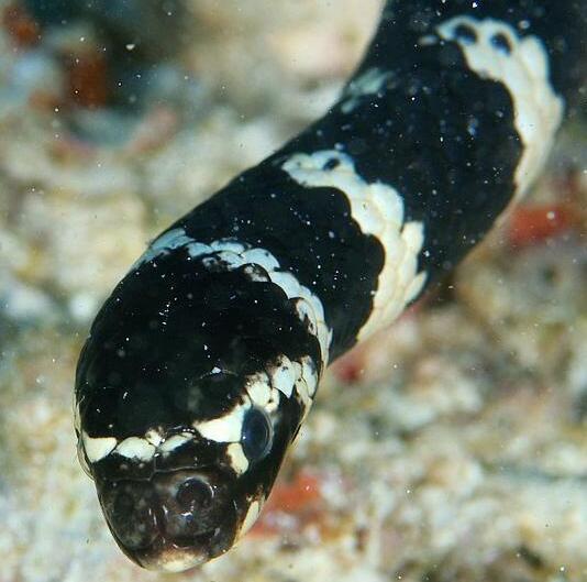 墨绿色有毒的蛇(有毒蛇百科二)(23)