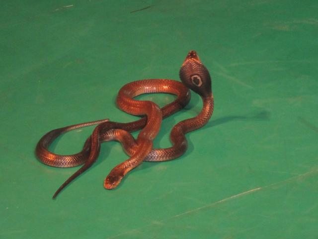 墨绿色有毒的蛇(有毒蛇百科二)(15)