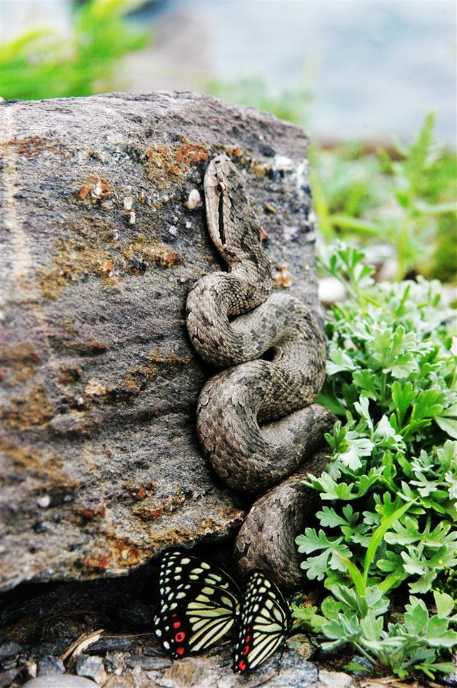 墨绿色有毒的蛇(有毒蛇百科二)(7)