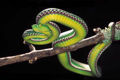 墨绿色有毒的蛇(有毒蛇百科二)(19)