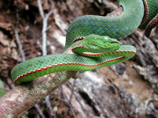 墨绿色有毒的蛇(有毒蛇百科二)(18)
