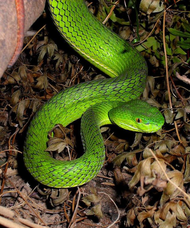 墨绿色有毒的蛇(有毒蛇百科二)(21)