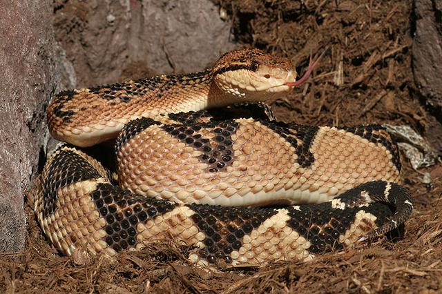 墨绿色有毒的蛇(有毒蛇百科二)(13)