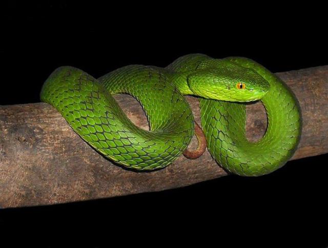 墨绿色有毒的蛇(有毒蛇百科二)(22)