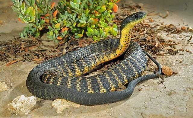 墨绿色有毒的蛇(有毒蛇百科二)(33)