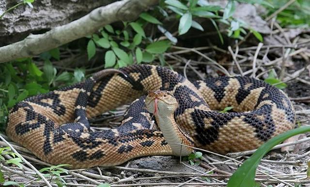 墨绿色有毒的蛇(有毒蛇百科二)(14)