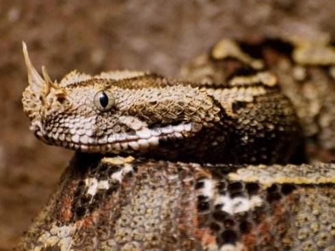 墨绿色有毒的蛇(有毒蛇百科二)(4)