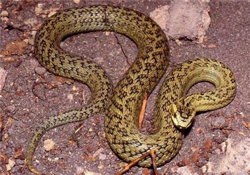 墨绿色有毒的蛇(有毒蛇百科二)(17)