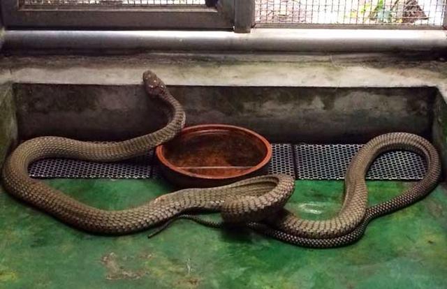 墨绿色有毒的蛇(有毒蛇百科二)(32)