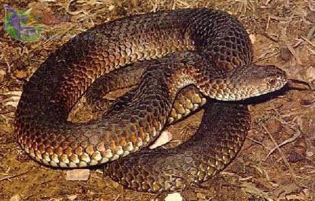 墨绿色有毒的蛇(有毒蛇百科二)(31)