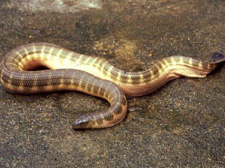 墨绿色有毒的蛇(有毒蛇百科二)(12)