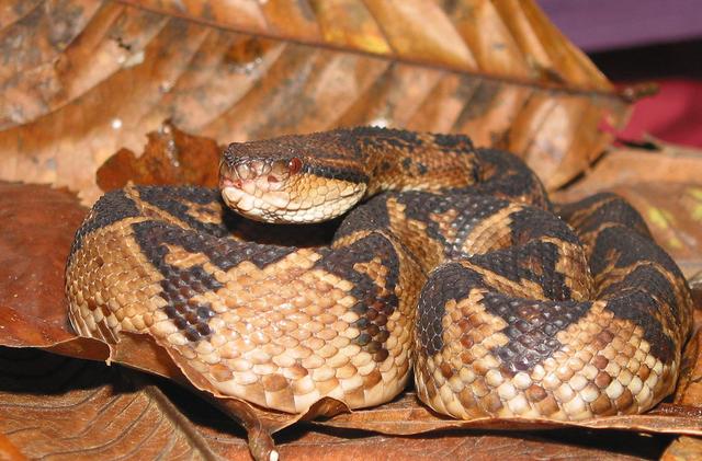 墨绿色有毒的蛇(有毒蛇百科二)(25)