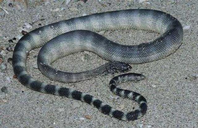 墨绿色有毒的蛇(有毒蛇百科二)(29)