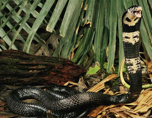 墨绿色有毒的蛇(有毒蛇百科二)(10)