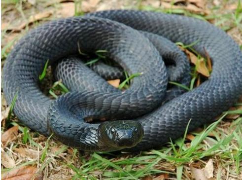 墨绿色有毒的蛇(有毒蛇百科二)(9)