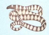 墨绿色有毒的蛇(有毒蛇百科二)(24)