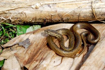 墨绿色有毒的蛇(有毒蛇百科二)