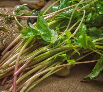 野菜的种类和图片大全可食用,农村常见00种野菜图片及名称大全