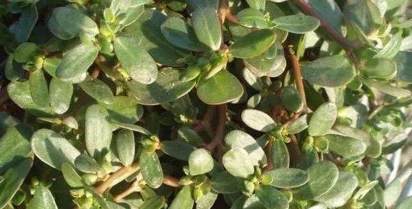 野菜的种类和图片大全可食用,农村常见00种野菜图片及名称大全图7