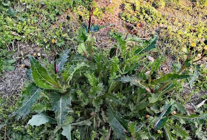 有多少种野菜可以吃