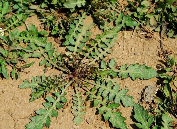 可以吃的野菜有哪些