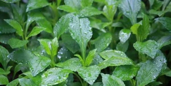 野菜的种类和图片大全可食用,农村常见00种野菜图片及名称大全图5