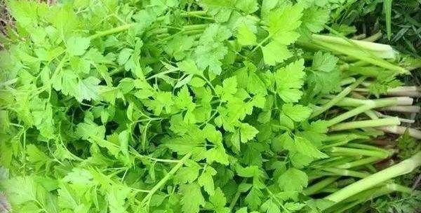 野菜的种类和图片大全可食用,农村常见00种野菜图片及名称大全图3