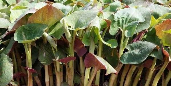 野菜的种类和图片大全可食用,农村常见00种野菜图片及名称大全图8