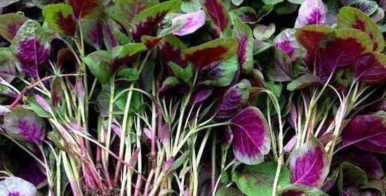 野菜的种类和图片大全可食用,农村常见00种野菜图片及名称大全图4