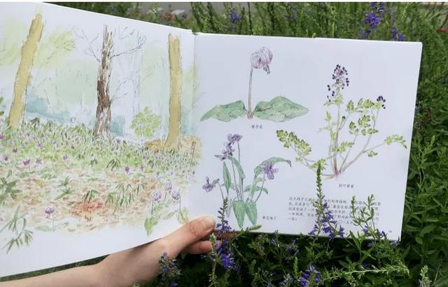 一种看上去毛茸茸的藤类植物(木棉花开紫茎花落)(6)