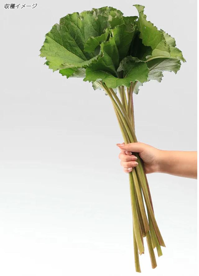 一种看上去毛茸茸的藤类植物(木棉花开紫茎花落)(20)