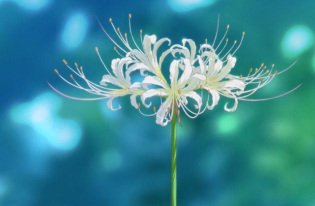 一种看上去毛茸茸的藤类植物(木棉花开紫茎花落)(16)