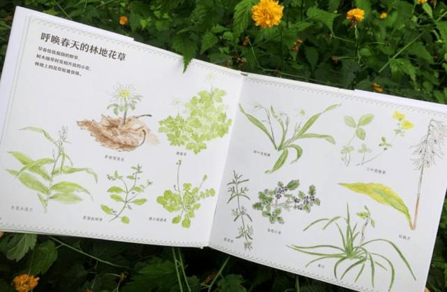 一种看上去毛茸茸的藤类植物(木棉花开紫茎花落)(5)