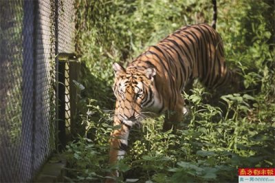 中国第一个自然保护区是哪一个(中国第一个自然保护区是哪个自然保护区)