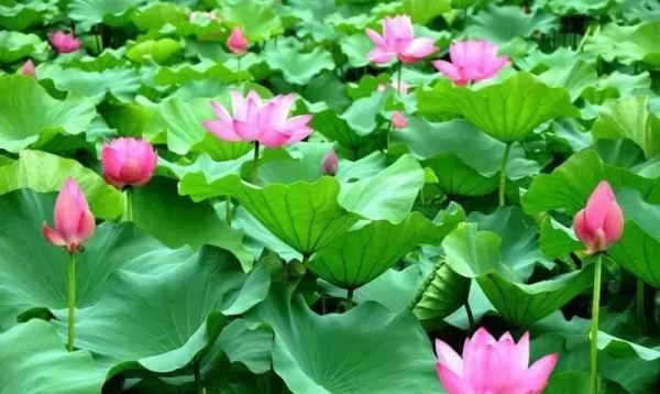 西湖十景有哪些,西湖十景是哪十景图10