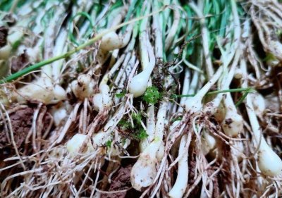 ​在农村关于野葱的几种吃法：清明前后更得多吃，预防感冒全靠它