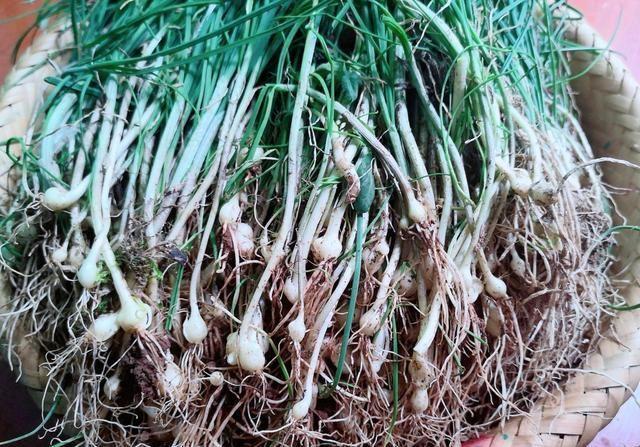 在农村关于野葱的几种吃法:清明前后更得多吃,预防感冒全靠它