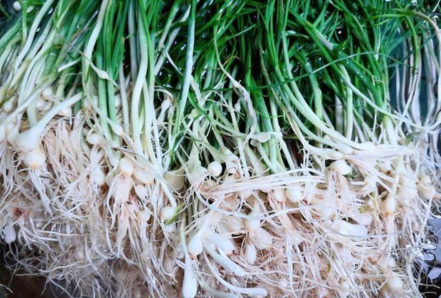 在农村关于野葱的几种吃法:清明前后更得多吃,预防感冒全靠它