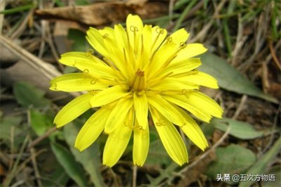 随处可见的蒲公英,你真的了解它吗?