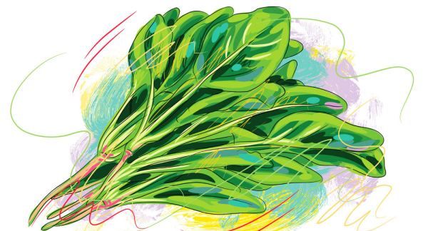 吃菠菜要注意些什么,吃菠菜要注意些什么图2