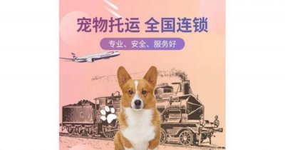高铁宠物托运流程,高铁怎么样托运宠物
