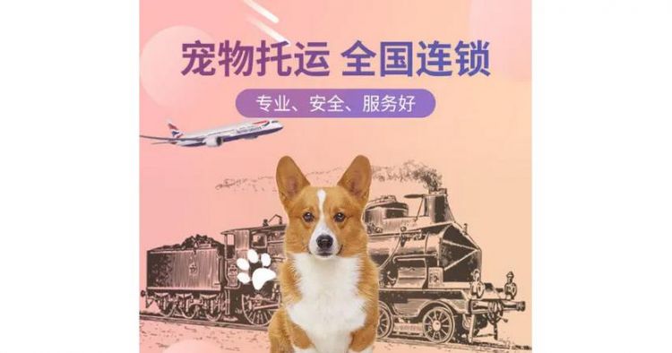 高铁怎么样托运宠物