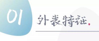 完美男人守则,完美男朋友行为特征50条