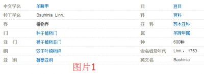 ​“紫荆花”、“洋紫荆”和“羊蹄甲”有区别吗？终于搞懂了
