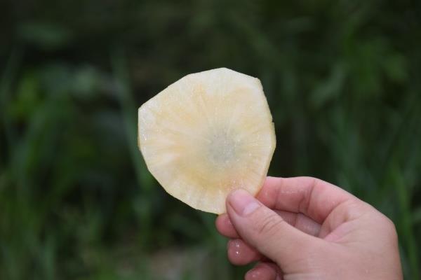 雪莲果怎么种植 有很多技巧 雪莲果怎么种植 有很多技巧