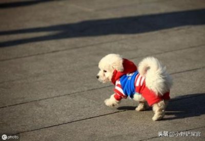 银狐犬跟萨摩耶哪个好?银狐犬和萨摩耶哪个好养
